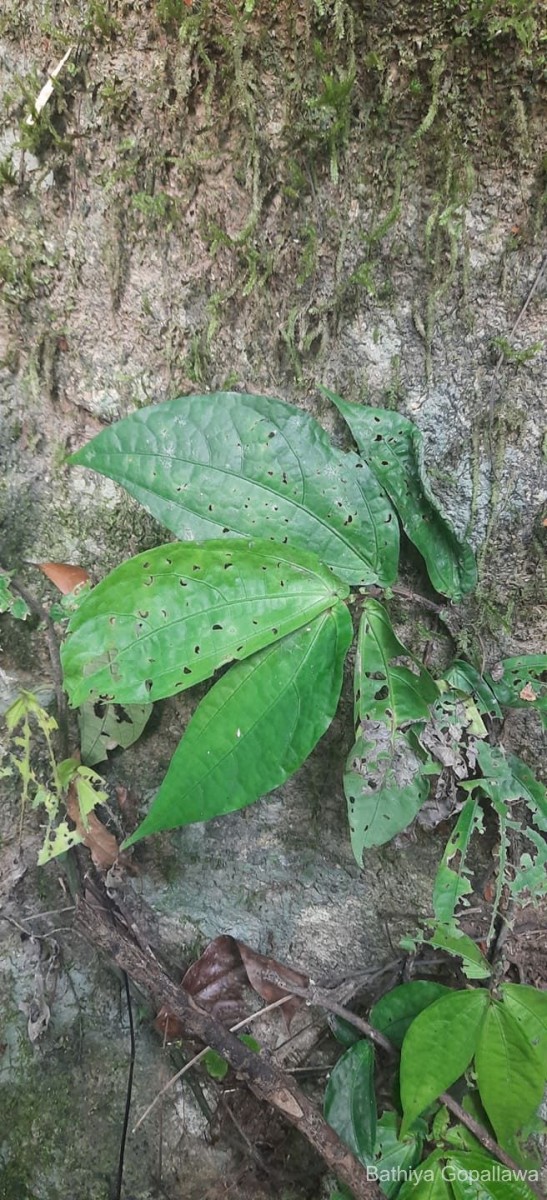 Elatostema heyneanum (Wedd.) Hallier f.